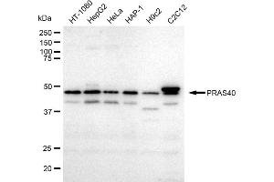 Western blotting analysis using PRAS40 antibody (ABIN7797547). (Rekombinanter PRAS40 Antikörper)