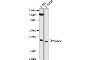 Western blot analysis of extracts of various cell lines, using LMO2 antibody (ABIN7268257) at 1:1000 dilution. (LMO2 Antikörper)
