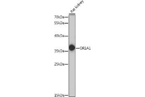 Western blot analysis of extracts of rat kidney, using OR1 antibody (6453) at 1:1000 dilution. (OR1A1 Antikörper  (AA 1-100))