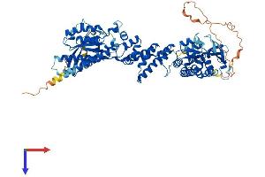 RHOBTB1 Protein (AA 1-696) (His tag)