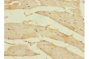 Immunohistochemistry of paraffin-embedded human skeletal muscle tissue using ABIN7160510 at dilution of 1:100 (MYORG/KIAA1161 Antikörper  (AA 101-300))