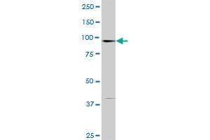 STAT6 MaxPab rabbit polyclonal antibody. (STAT6 Antikörper  (AA 1-847))