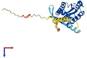 RASL11A Protein (AA 1-242) (His tag)