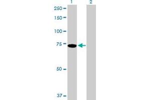 Western Blot analysis of PIAS2 expression in transfected 293T cell line by PIAS2 MaxPab polyclonal antibody.