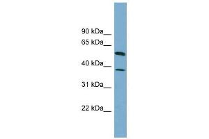 HEPACAM antibody used at 1 ug/ml to detect target protein. (HEPACAM Antikörper  (N-Term))