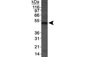 Western blot analysis of Napepld in DU145 cell extracts using Napepld polyclonal antibody . (NAPEPLD Antikörper  (AA 1-100))