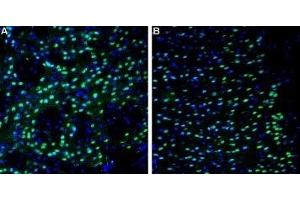 Expression of NR2A in mouse brain sections - Immunohistochemical staining of perfusion-fixed frozen mouse brain sections using Anti-NMDAR2A (GluN2A) (extracellular)-ATTO Fluor-488 Antibody (ABIN7043229), (1:80).