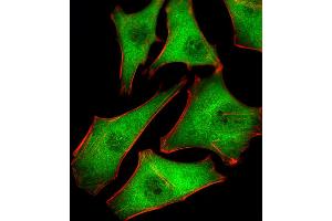 Fluorescent image of Hela cells stained with PSMD10 Antibody .