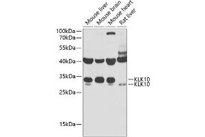 Western blot analysis of extracts of various cell lines, using KLK10 antibody (ABIN6142943) at 1:1000 dilution.
