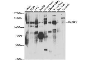 Western blot analysis of extracts of various cell lines, using MK3 antibody (ABIN6131705, ABIN6143509, ABIN6143511 and ABIN6223200) at 1:1000 dilution. (MAP4K3 Antikörper  (AA 755-894))