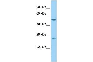 Host:  Rabbit  Target Name:  Cyp4b1  Sample Type:  Mouse Testis lysates  Antibody Dilution:  1. (CYP4B1 Antikörper  (C-Term))
