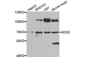 Western blot analysis of extracts of various cell lines, using SOX5 antibody. (SOX5 Antikörper)