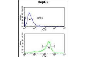 Flow cytometric analysis of HepG2 cells (bottom histogram) compared to a negative control cell (top histogram). (Aminoacylase 3 Antikörper  (AA 66-95))