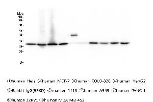 Western blot analysis of APE1 using anti-APE1 antibody . (APEX1 Antikörper  (AA 2-318))