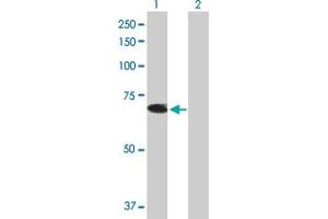 Western Blot analysis of TRIM26 expression in transfected 293T cell line by TRIM26 MaxPab polyclonal antibody. (TRIM26 Antikörper  (AA 1-539))
