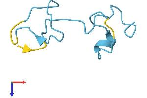 MT1X Protein (AA 1-61) (Fc Tag)