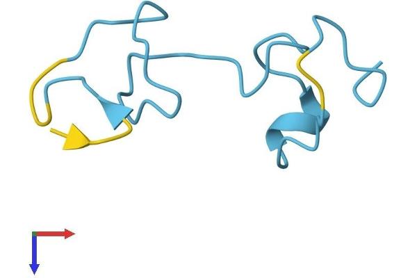 MT1X Protein (AA 1-61) (Fc Tag)