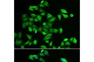 Immunofluorescence analysis of A549 cells using POMGNT2 Polyclonal Antibody (C3orf39 Antikörper)