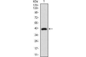 Western blot analysis using DNM1L mAb against human DNM1L recombinant protein.