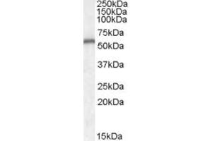 Western Blotting (WB) image for anti-Neurotrophin 4 (NTF4) (AA 137-149) antibody (ABIN343013) (Neurotrophin 4 Antikörper  (AA 137-149))