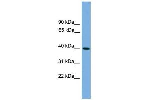 ITLN2 antibody used at 1 ug/ml to detect target protein.