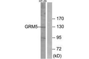 Western blot analysis of extracts from HT-29 cells, using GRM5 Antibody. (Metabotropic Glutamate Receptor 5 Antikörper  (AA 21-70))