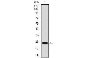 Western blot analysis using troponin T2 mAb against human troponin T2 (AA: 88-249) recombinant protein.