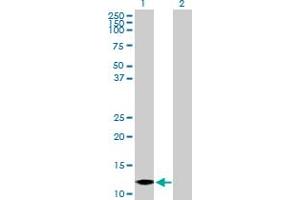 Western Blot analysis of MTPN expression in transfected 293T cell line by MTPN MaxPab polyclonal antibody.