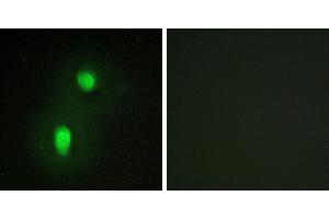 Peptide - +Immunofluorescence analysis of HUVEC cells, using hnRNP C1/C2 antibody. (HNRNPC Antikörper  (Internal Region))
