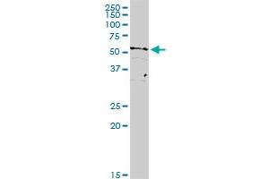 TAF15 MaxPab rabbit polyclonal antibody. (TAF15 Antikörper  (AA 1-592))