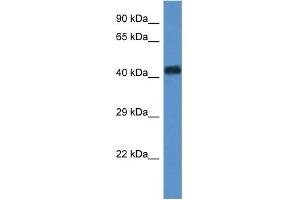 WDR77 antibody used at 1 ug/ml to detect target protein. (WDR77 Antikörper  (N-Term))