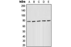 Western blot analysis of PKC delta (pY52) expression in MCF7 serum starvation-treated (A), HeLa PMA-treated (B), Jurkat (C), Raw264. (PKC delta Antikörper  (N-Term, pTyr52))