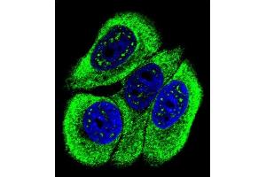 Confocal immunofluorescent analysis of Phospho-ABL1- Antibody (ABIN6241067 and ABIN6578924) with MCF-7 cell followed by Alexa Fluor 488-conjugated goat anti-rabbit lgG (green). (ABL1 Antikörper  (pTyr251))