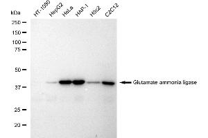 Western blotting analysis using Glutamate-ammonia ligase antibody (ABIN7798741).