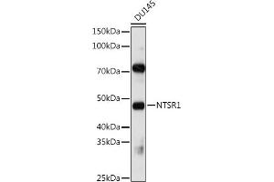 Western blot analysis of extracts of DU145 cells, using NTSR1 antibody (ABIN3017269, ABIN3017270, ABIN3017271 and ABIN6220018) at 1:1000 dilution. (NTSR1 Antikörper)