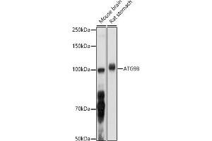 Western blot analysis of extracts of various cell lines, using B antibody (ABIN6133279, ABIN6137271, ABIN6137272 and ABIN6223276) at 1:1000 dilution. (ATG9B Antikörper  (AA 715-924))