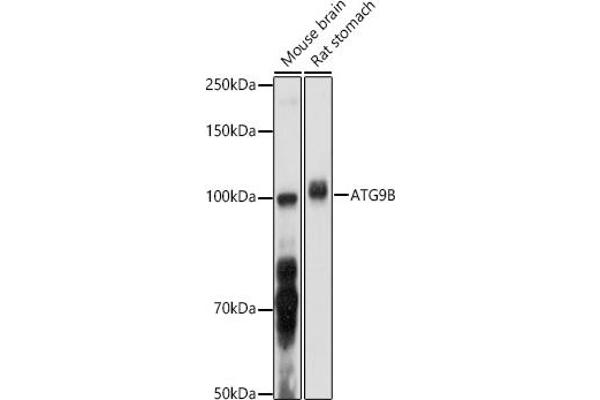ATG9B Antikörper  (AA 715-924)