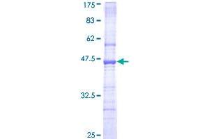 Image no. 1 for Tetratricopeptide Repeat Domain 3 (TTC3) (AA 1-110) protein (GST tag) (ABIN1324013) (TTC3 Protein (AA 1-110) (GST tag))