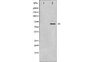 Western blot analysis of GTPase Activating Protein phosphorylation expression in COS7 whole cell lysates,The lane on the left is treated with the antigen-specific peptide. (RACGAP1 Antikörper  (pSer387))