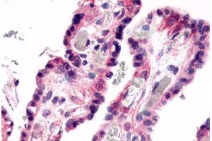 Anti-GPR78 antibody  ABIN1048873 IHC staining of human placenta, villi. (GPR78 Antikörper  (C-Term))