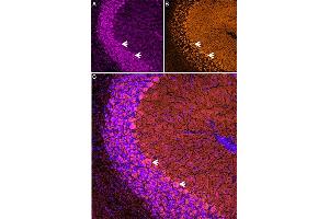 A) Anti-Nicotinic Acetylcholine Receptor α7 (CHRNA7) (extracellular) Antibody (ABIN7043067) was applied, 1:200, for overnight at 4ºC, followed by staining with goat anti-rabbit , resulting in violet fluorescence predominantly in Purkinje cells and granular layer of the cerebellum. (alpha-Bungarotoxin (Active) protein (Atto 550))