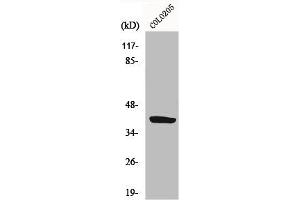 Western Blot analysis of HepG2 cells using GPR105 Polyclonal Antibody (P2RY14 Antikörper  (Internal Region))