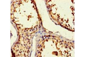 Immunohistochemistry of paraffin-embedded human testis tissue using ABIN7145222 at dilution of 1:100 (BAG5 Antikörper  (AA 1-447))