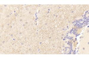 Detection of PMP22 in Mouse Cerebellum Tissue using Polyclonal Antibody to Peripheral Myelin Protein 22 (PMP22) (PMP22 Antikörper  (AA 1-64))