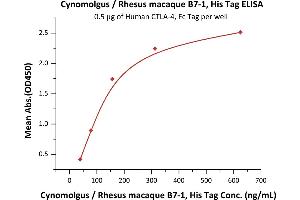 Immobilized Human CTLA-4, Fc Tag (ABIN2180932,ABIN2180931) at 5 μg/mL (100 μL/well) can bind Cynomolgus / Rhesus macaque B7-1, His Tag (Hied) (ABIN2180840,ABIN2180839) with a linear range of 10-156 ng/mL (Routinely tested). (CD80 Protein (CD80) (AA 35-242) (His tag))