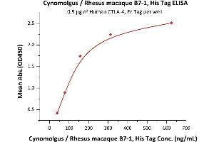 Immobilized Human CTLA-4, Fc Tag (ABIN2180932,ABIN2180931) at 5 μg/mL (100 μL/well) can bind Cynomolgus / Rhesus macaque B7-1, His Tag (Hied) (ABIN2180840,ABIN2180839) with a linear range of 10-156 ng/mL (Routinely tested). (CD80 Protein (CD80) (AA 35-242) (His tag))