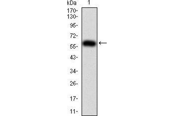 KPNA2 antibody  (AA 1-530)