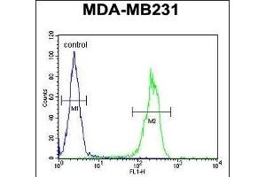 MYSM1 Antibody (N-term) (ABIN654474 and ABIN2844208) flow cytometric analysis of MDA-M cells (right histogram) compared to a negative control cell (left histogram). (MYSM1 Antikörper  (N-Term))