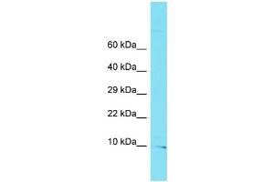 Host: Rabbit Target Name: C10orf32 Sample Type: U937 Whole Cell lysates Antibody Dilution: 1. (C10ORF32 Antikörper  (C-Term))