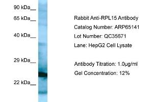 Western Blotting (WB) image for anti-Ribosomal Protein L15 (RPL15) (N-Term) antibody (ABIN2790055) (RPL15 Antikörper  (N-Term))